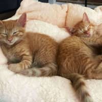 Photo of 🔶 Pumpkin 🔶