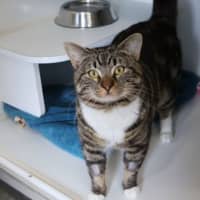 Photo of Banjo