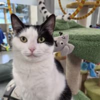 Photo of Posie 