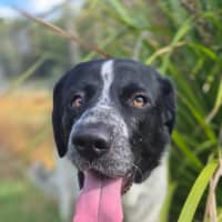 Photo of Lady Primrose (8981)