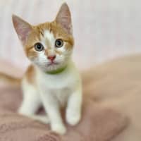 Photo of Zoe   In Foster Care In Croydon