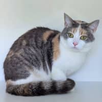 Photo of Cinnamon