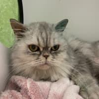Photo of Melba