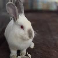 Photo of Hiccups