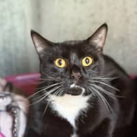 Photo of Milo