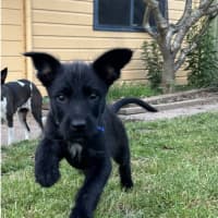 Photo of Ivy   8 Week Old Wolfhound X