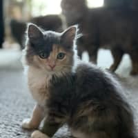 Photo of Trash Goblin Meetme@Petstock Mornington Nepean Hwy