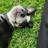 Photo of Foggy