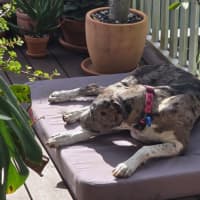 Photo of Truffles *$150 Adoption Fee*