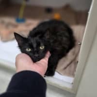 Photo of Brownie