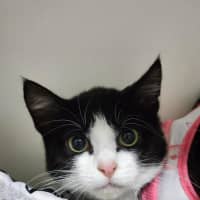 Photo of 🍭 Digby 6680 🍭