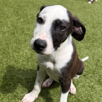 Photo of D1277 Penny