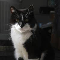 Photo of Missy Moo