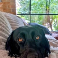 Photo of Willow   4 Year Old Labrador