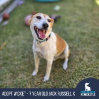 Photo of Wicket   7 Year Old Jack Russell X