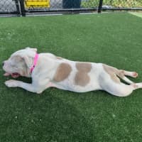 Photo of Apple Imp 2446