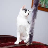 Photo of Luna