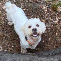 Photo of Benson Boony 