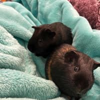 Photo of Dargan / Vincent And Dargan