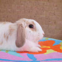 Photo of Biscuit *On Trial*