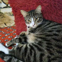 Photo of Chip
