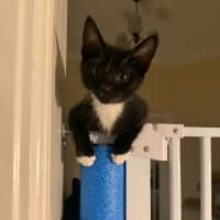 Photo of Flower Pot Three