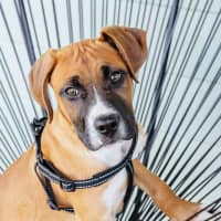 Photo of Baxter