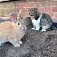 Photo of 🐰Artemis & Willow🐰   Located In Brunswick 