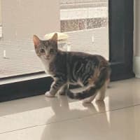 Photo of Tinkabell 