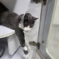 Photo of Slinky
