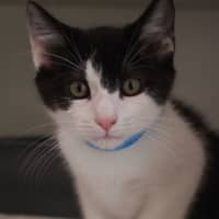 Photo of Bandit