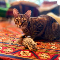 Photo of Treat   Located In Brunswick East