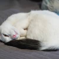 Photo of Lumi