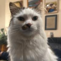 Photo of Archie