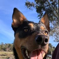 Photo of Ripper