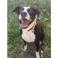 Photo of Roxy *$250 Adoption Fee*