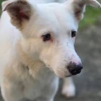 Photo of Smiley