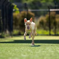 Photo of Apollo Imp 2364