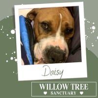Photo of Daisy