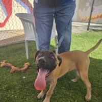 Photo of Chico