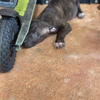 Photo of Tide (Milo)