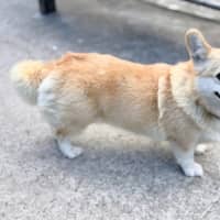 Photo of Queenie