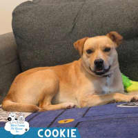 Photo of Cookie