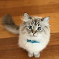 Photo of Merlin  In Foster Care In Lower Plenty
