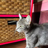 Photo of Lulu (Was Pinky)