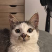 Photo of Squishmellow