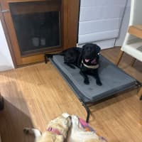 Photo of Zeus   1 Year Old Labrador