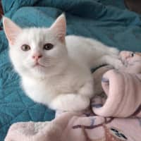 Photo of Chantilly (Was Sprinkles)