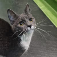 Photo of Lavender