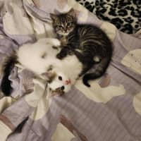 Photo of Smore